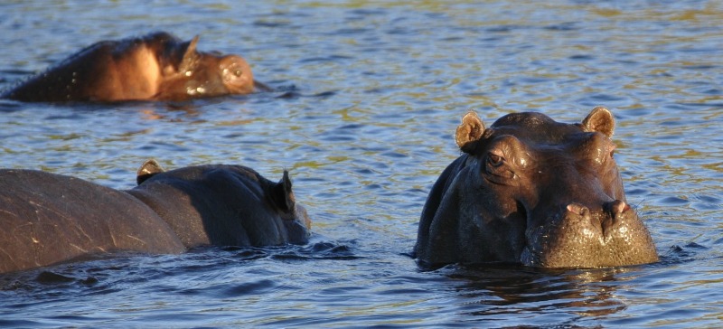 hippos swimming