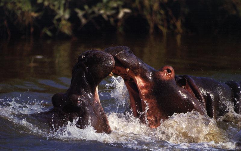 hippo fights for domination