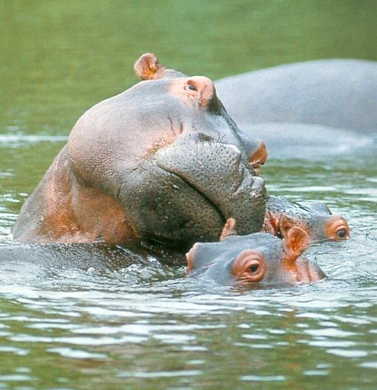 hippo baby
