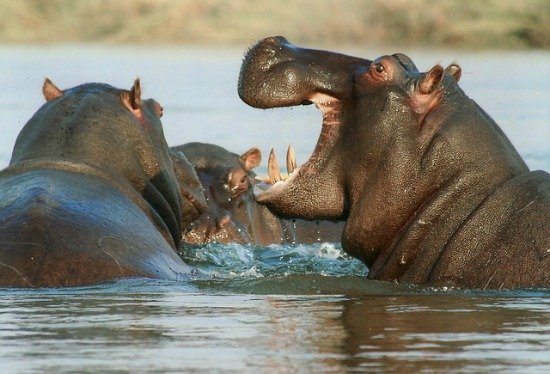 hippopotamus facts