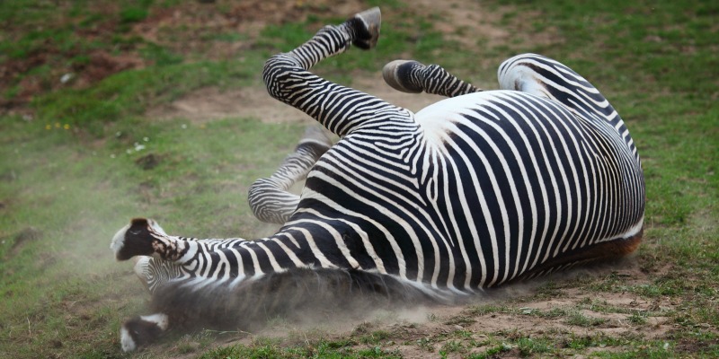 Zebras Facts Stripes Diet Habitat Pictures