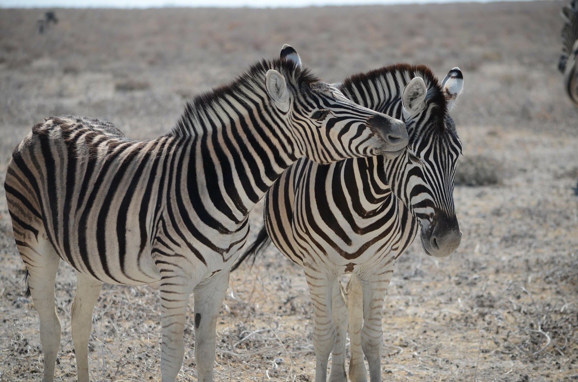zebra fun facts