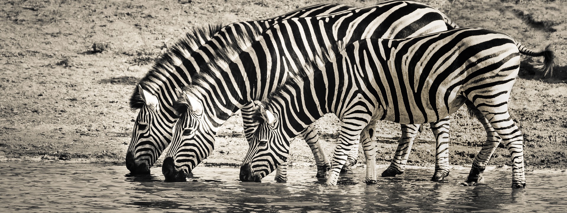 what color is a zebra?