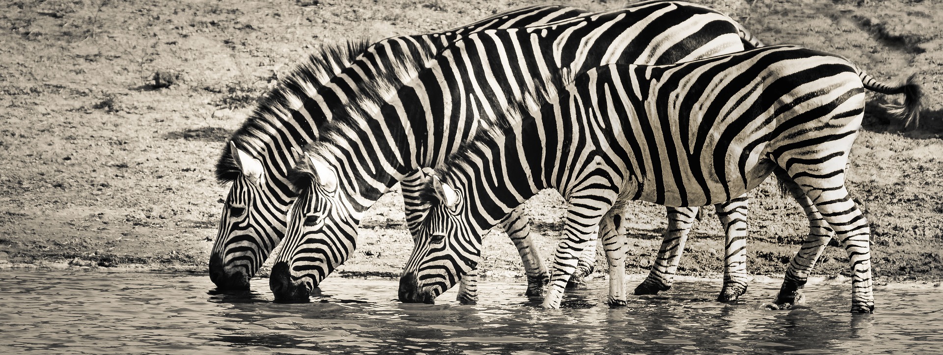 Why do zebras have stripes? Because they don't want to be spotted! -  Morukuru Family